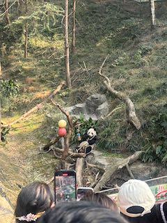 胸毛じゃないよ、パンダだよ